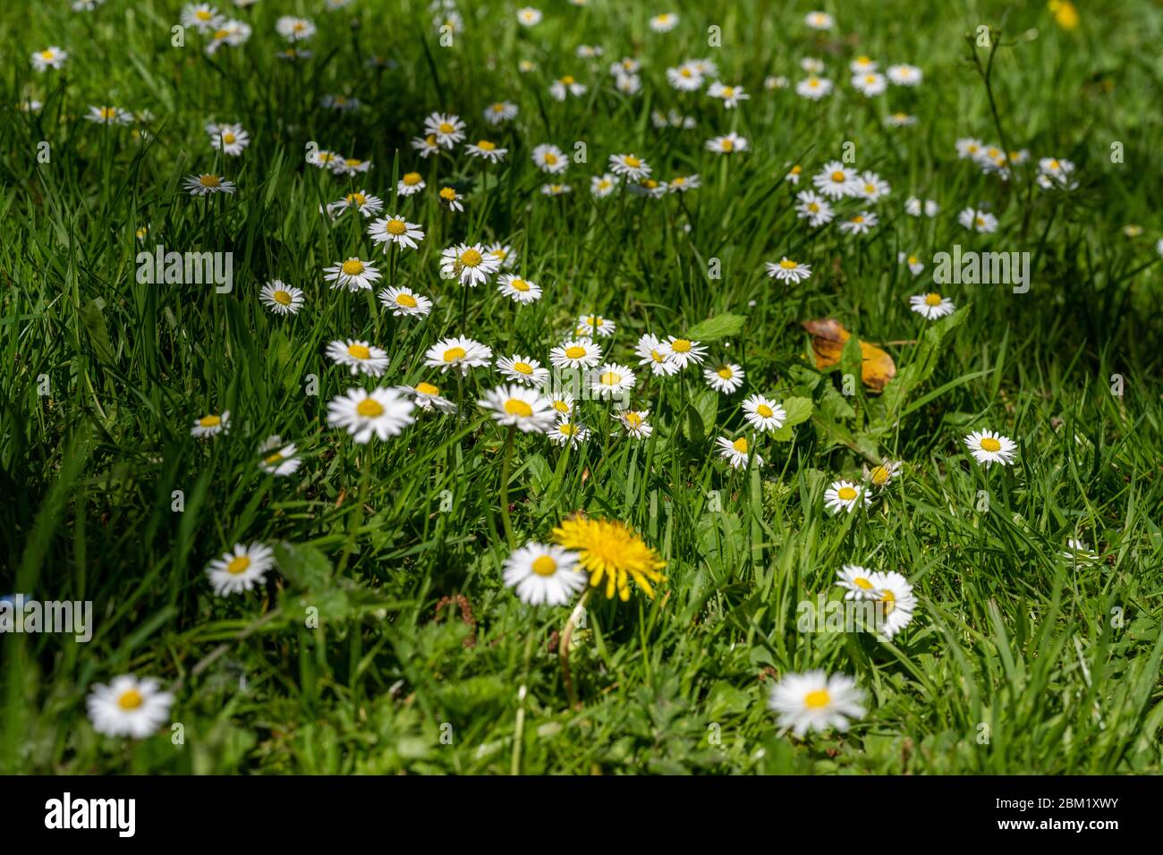 Patch of common daisies [Bellis perennis] in a lawn on a sunny summers day in the UK Stock Photo