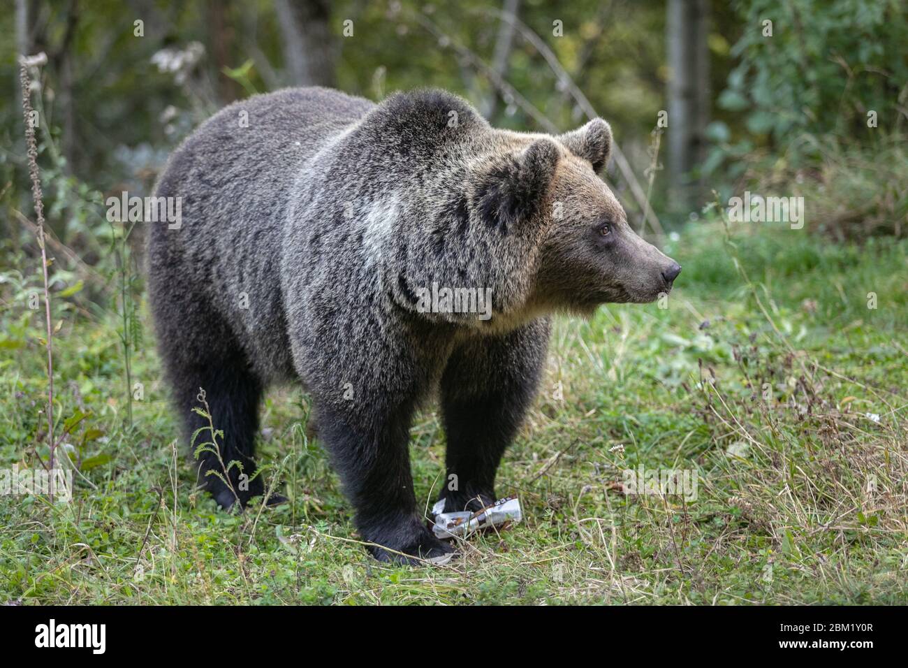 brown bear eating garbage in forest human food plastic waste Stock