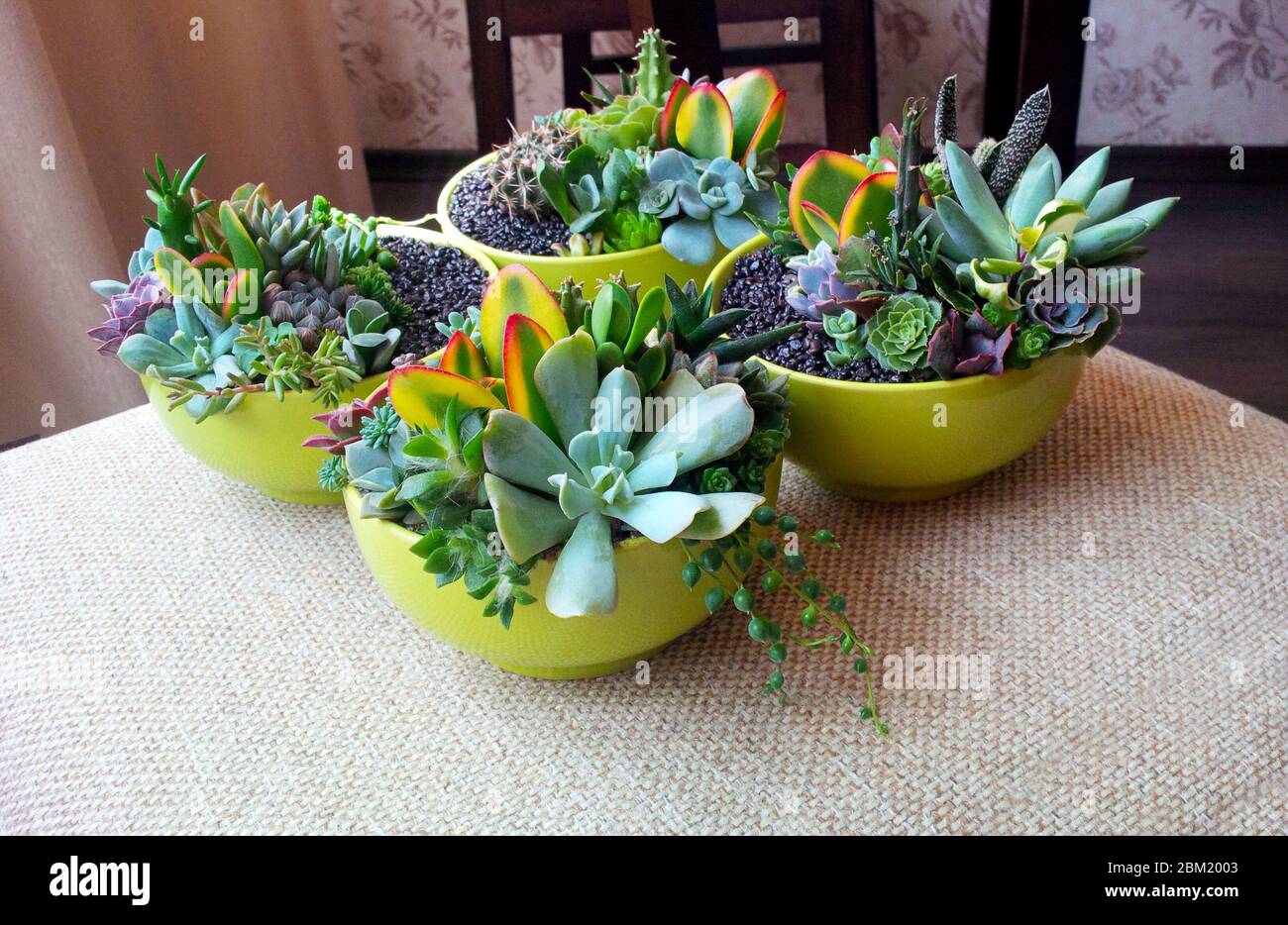Colorful succulent plants composition in bright lime bowls on beige interior background Stock Photo