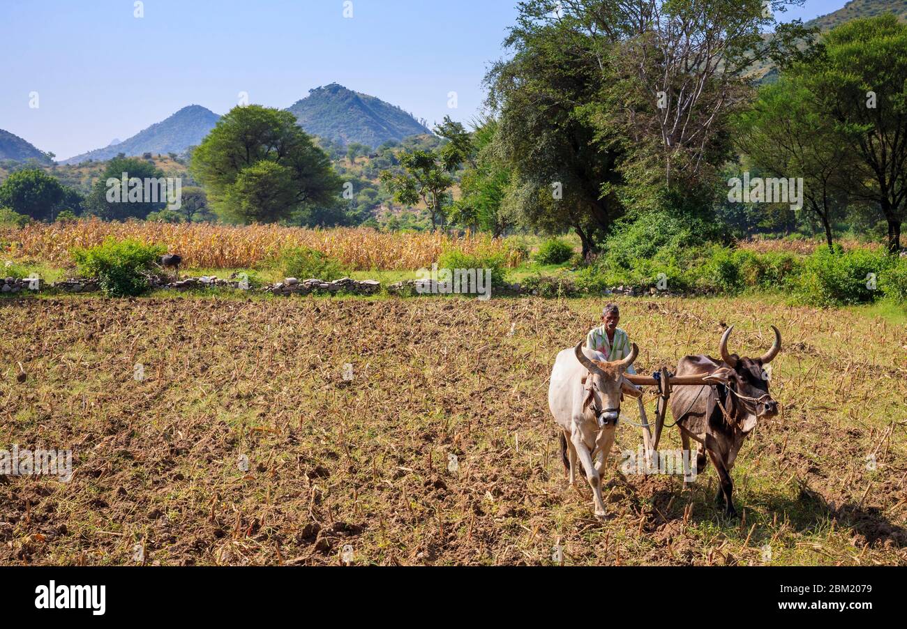 A farmer and his Kankrej cows ploughing a field in rural Rajasthan, India Stock Photo