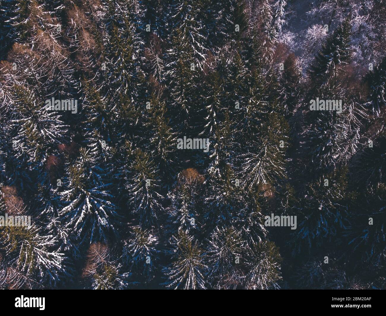 Aerial view thick coniferous forest hi-res stock photography and images ...