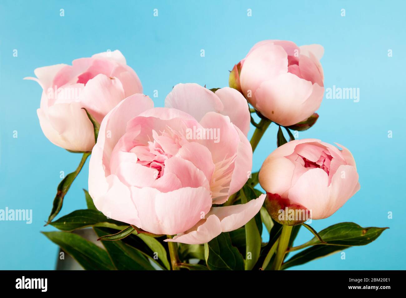 pink peonies on blue background studio shot Stock Photo - Alamy