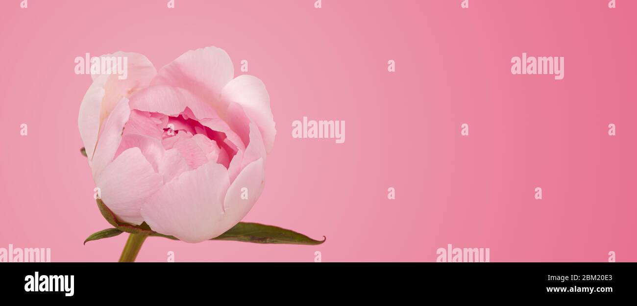 pink peonies on blue background studio shot Stock Photo - Alamy