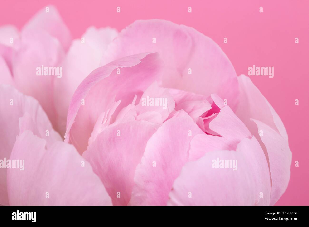 one pink peony on pink background macro Stock Photo