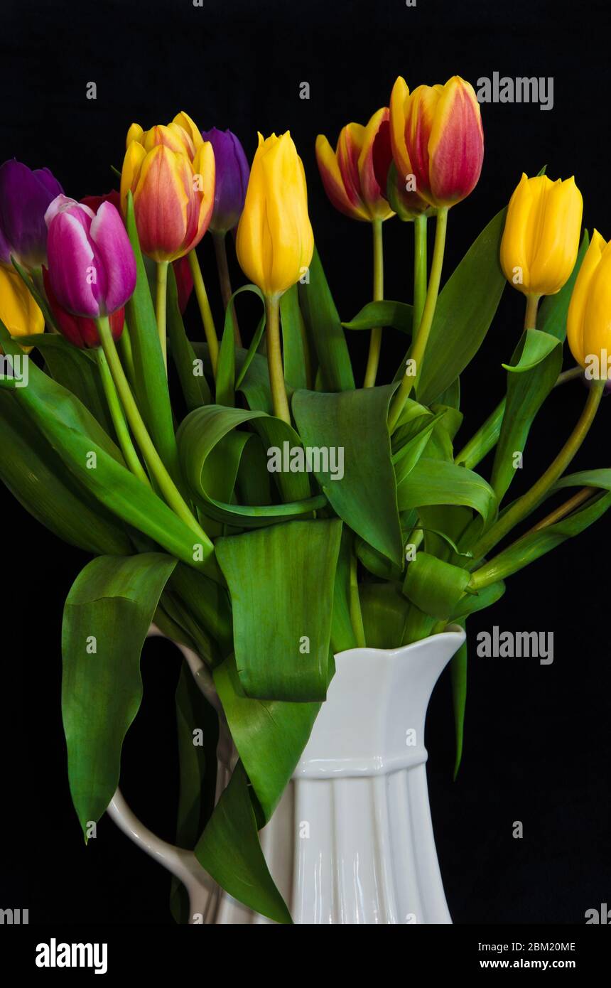 A still life with a bouquet of colourful tulips in a white vase in ...