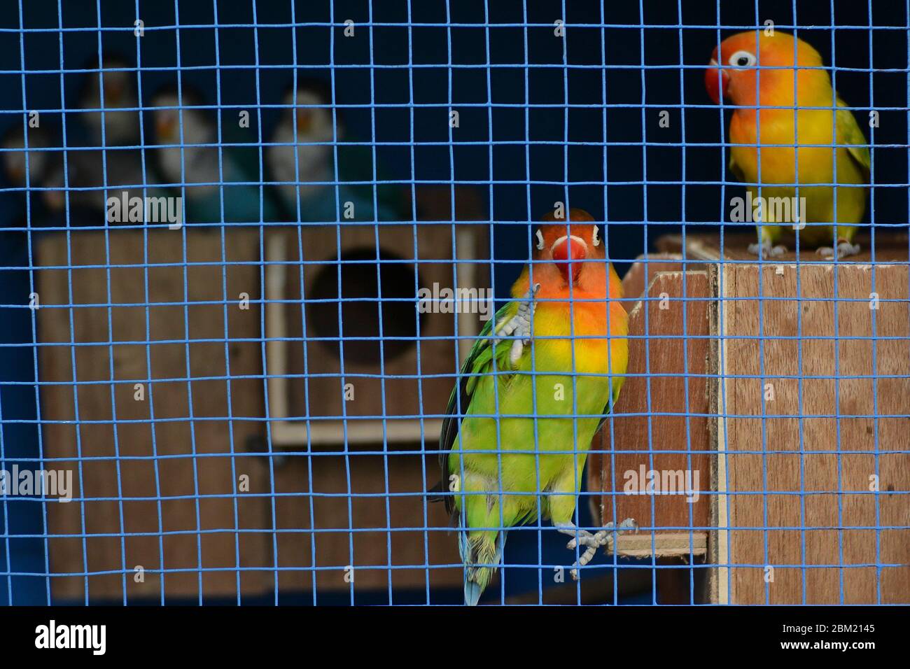little live pets bird cage b&m