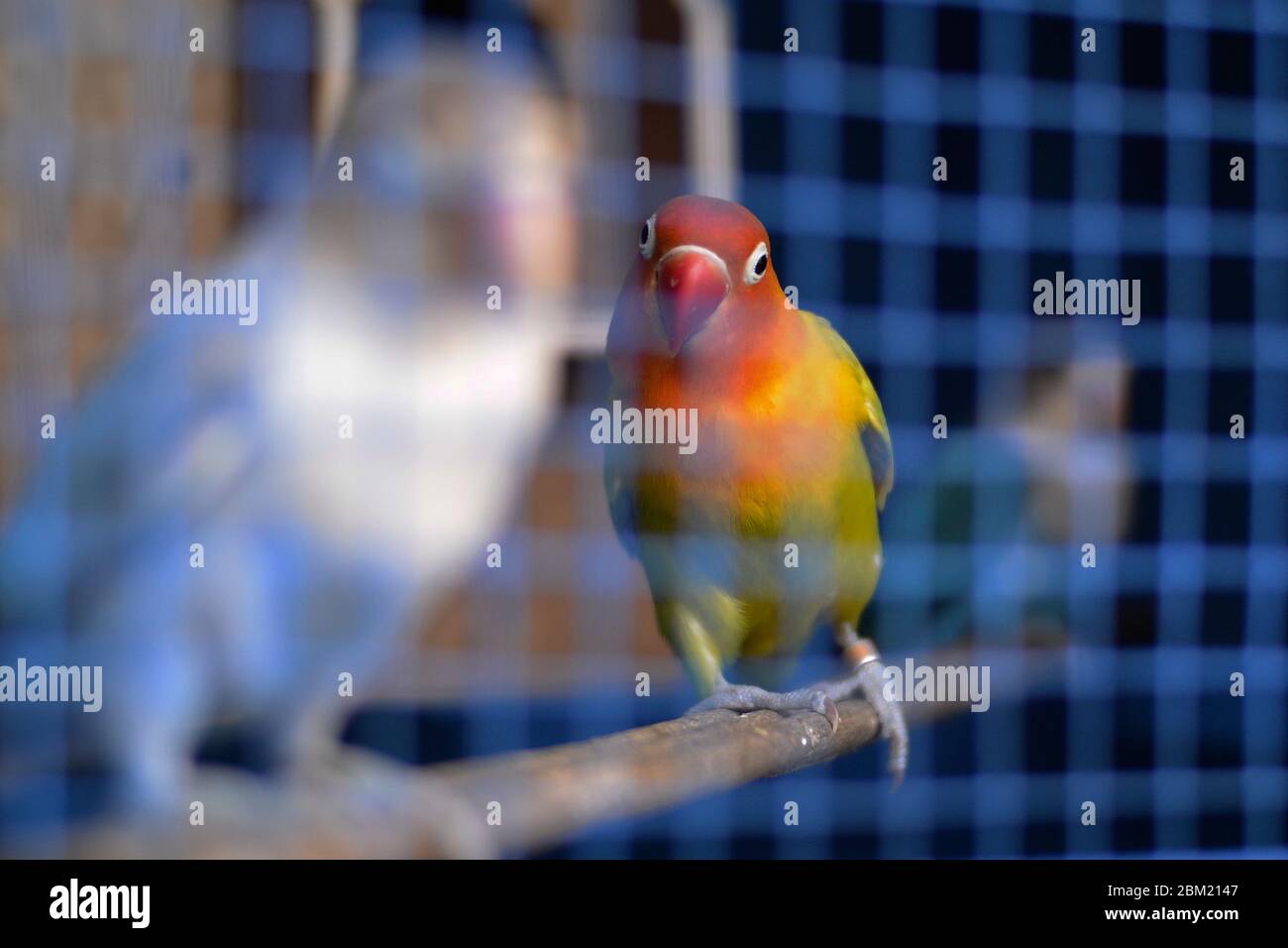 little live pets bird cage b&m