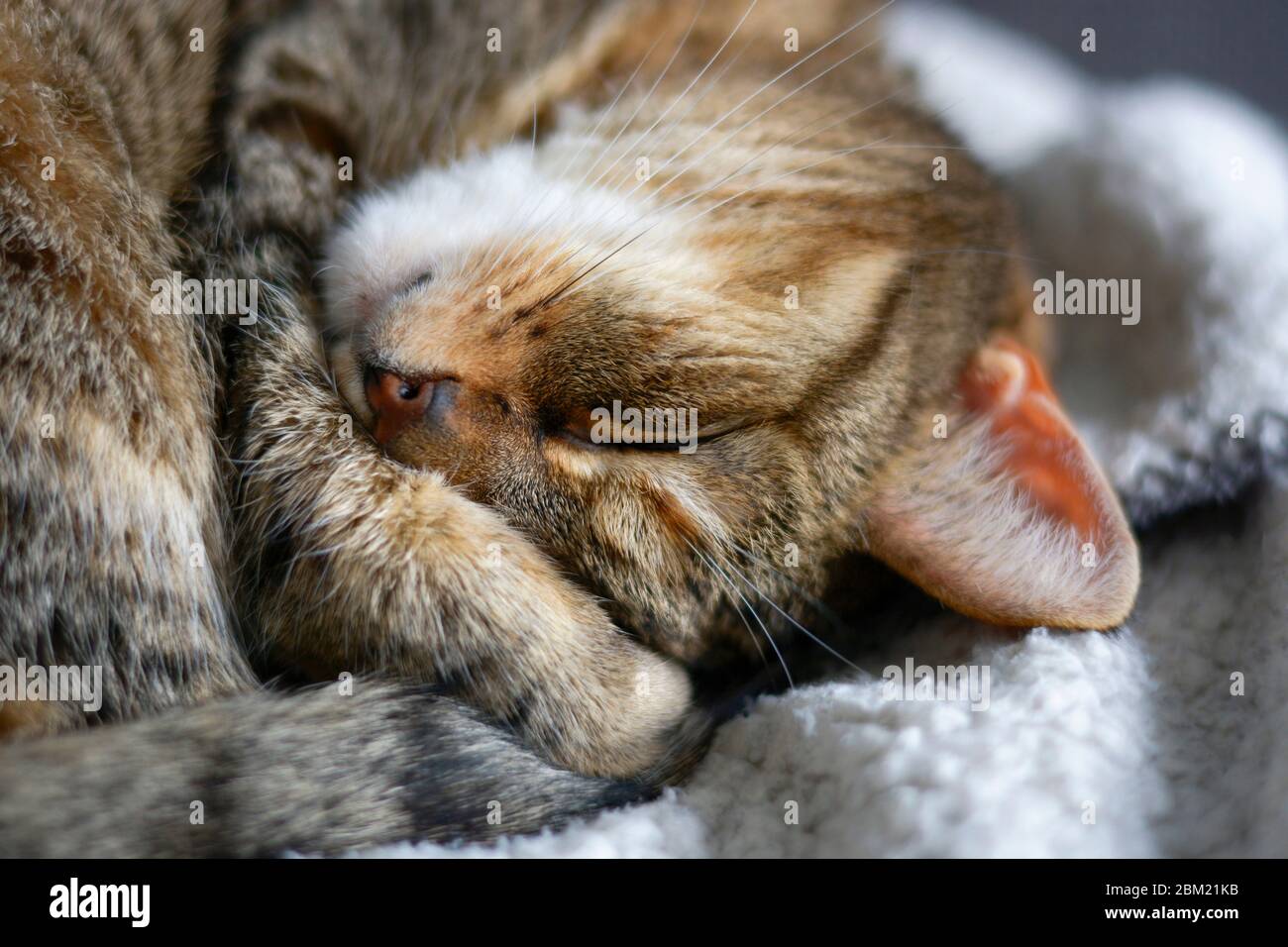 Completely relaxed cute cat is sleeping on soft blanket upside down and puts her paw to the face Stock Photo