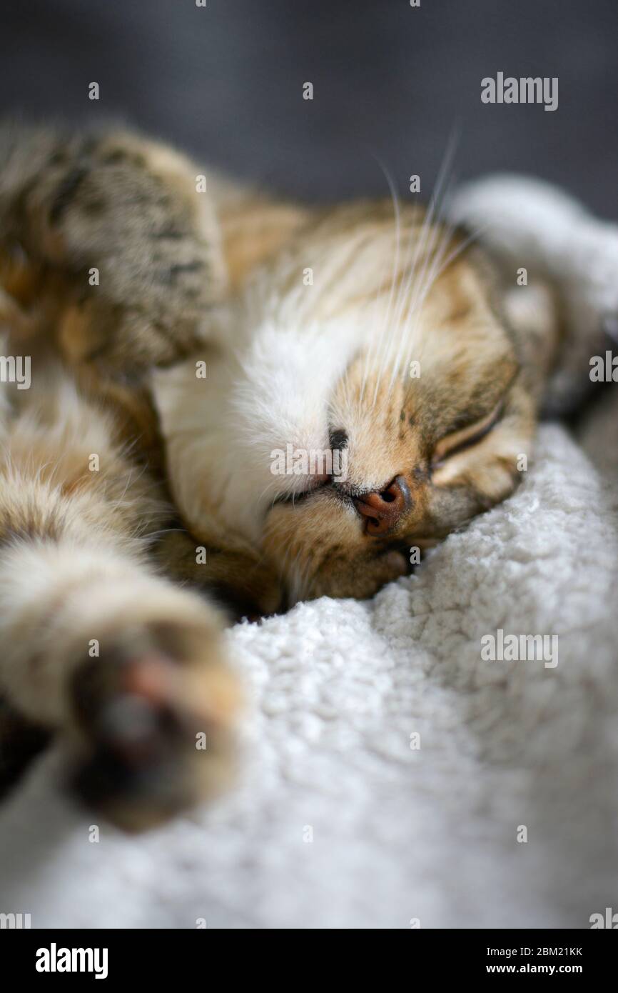 Completely relaxed cute cat is sleeping on soft blanket upside down Stock Photo