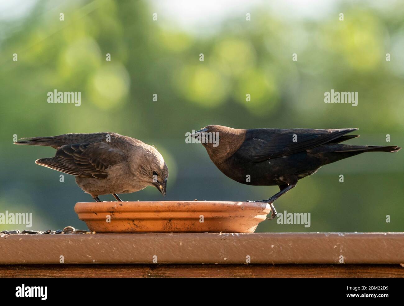 Two birds feeding Stock Photo Alamy