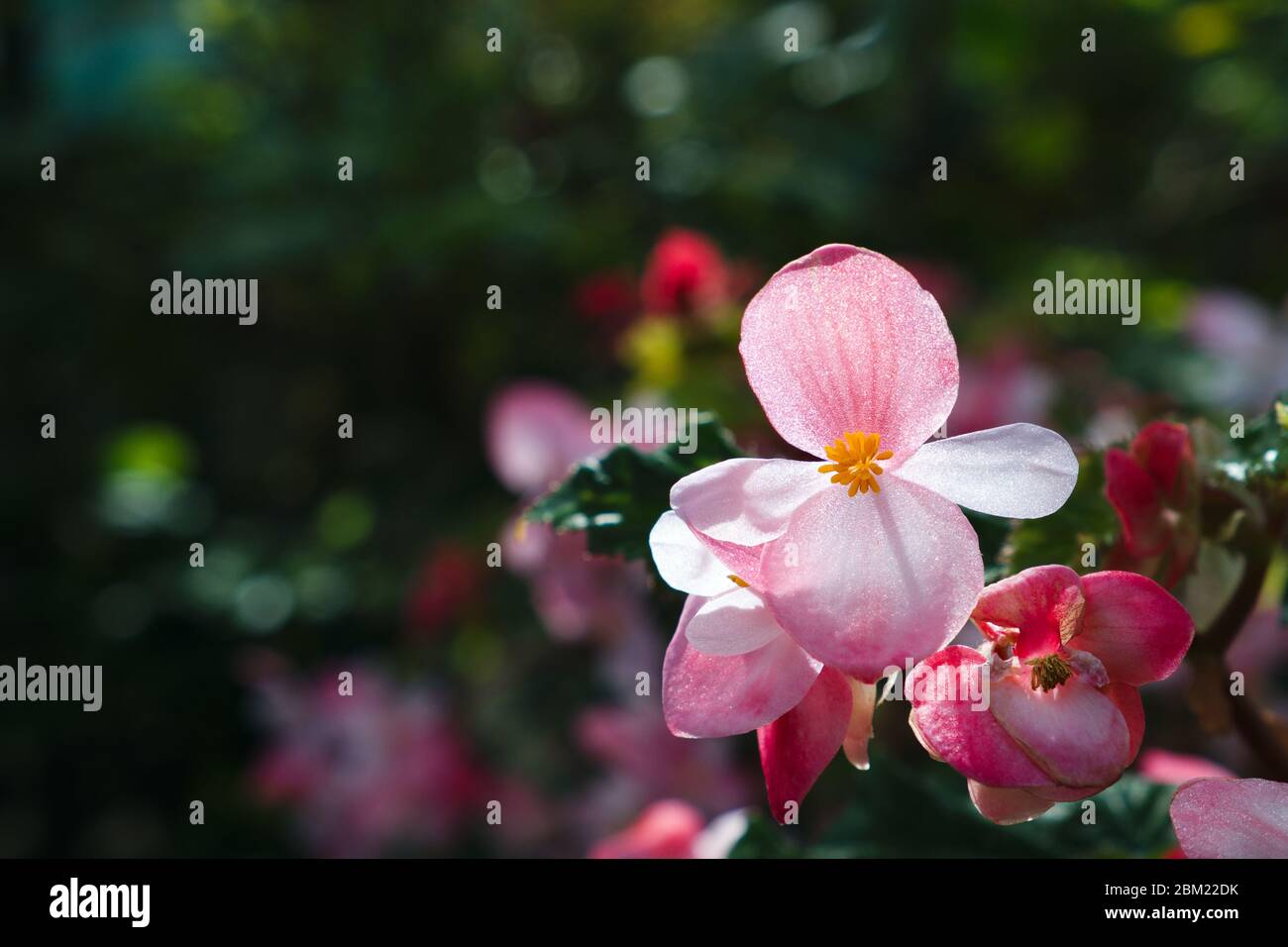 Begonia flowers in the foreground on a background of green garden. Begonia cucullata Willd. Stock Photo