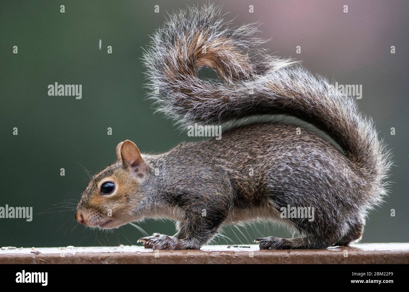 Curly tail Stock Photo