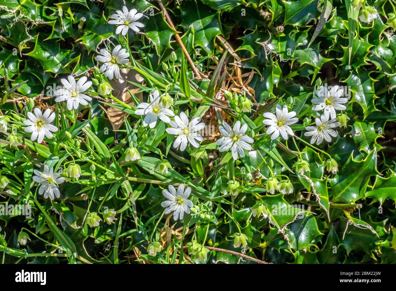 Greater stitchwort seed hi-res stock photography and images - Alamy