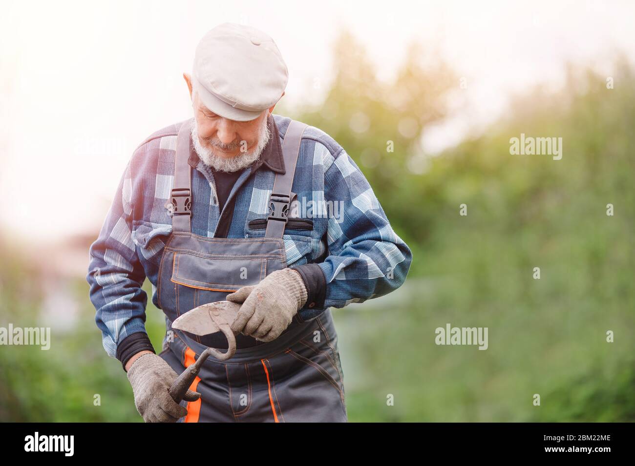 Removing weeds from soil of potatoes, Senior elderly man wielding hoe ...