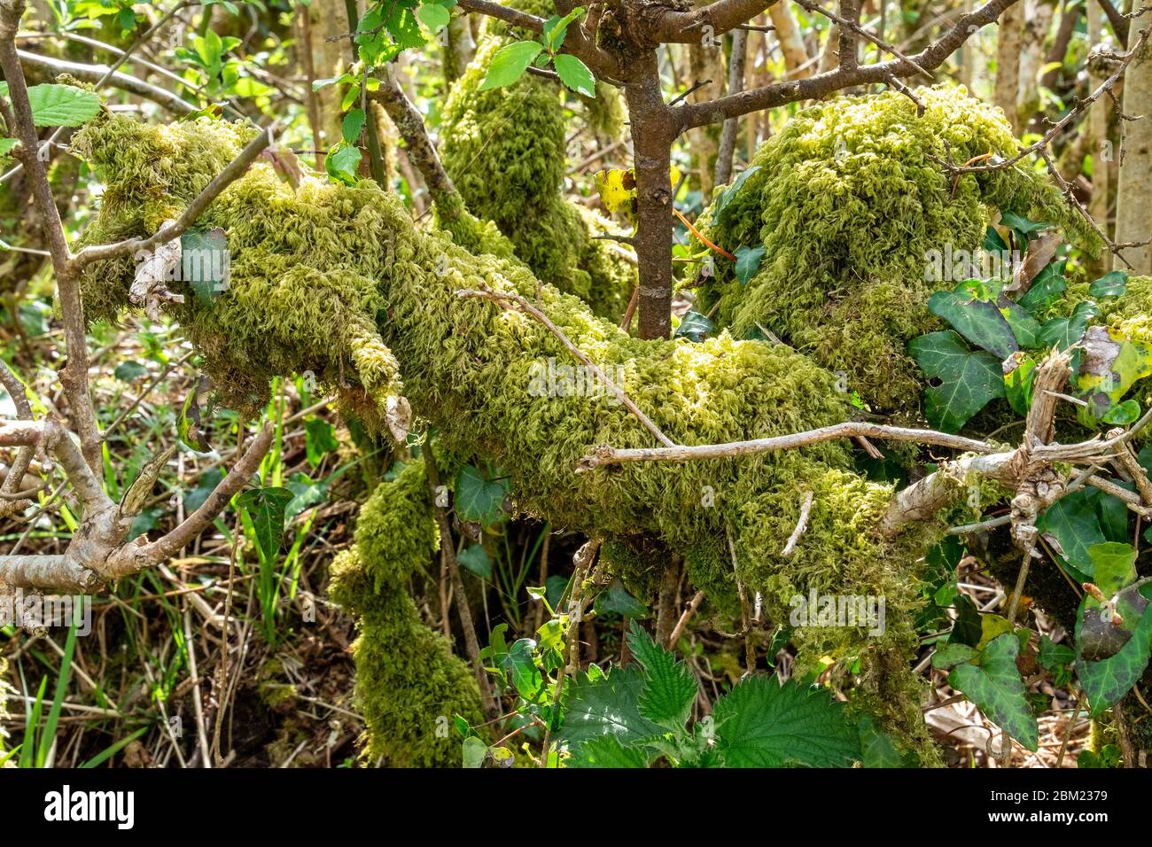Moss Stock Photo