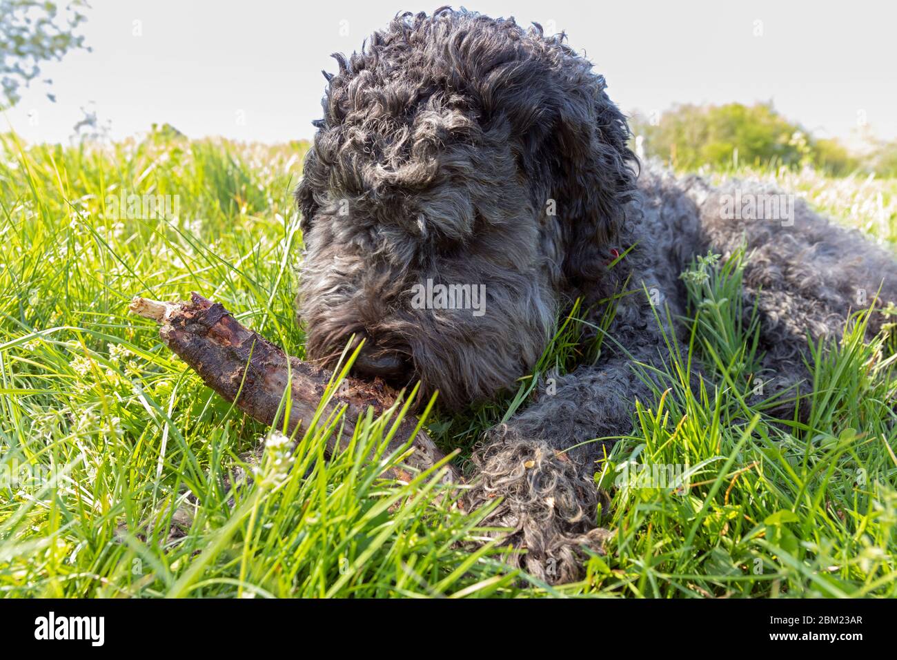 Europe, Luxembourg, Insenborn, Portuguese Water Dog playing with a Stick Stock Photo