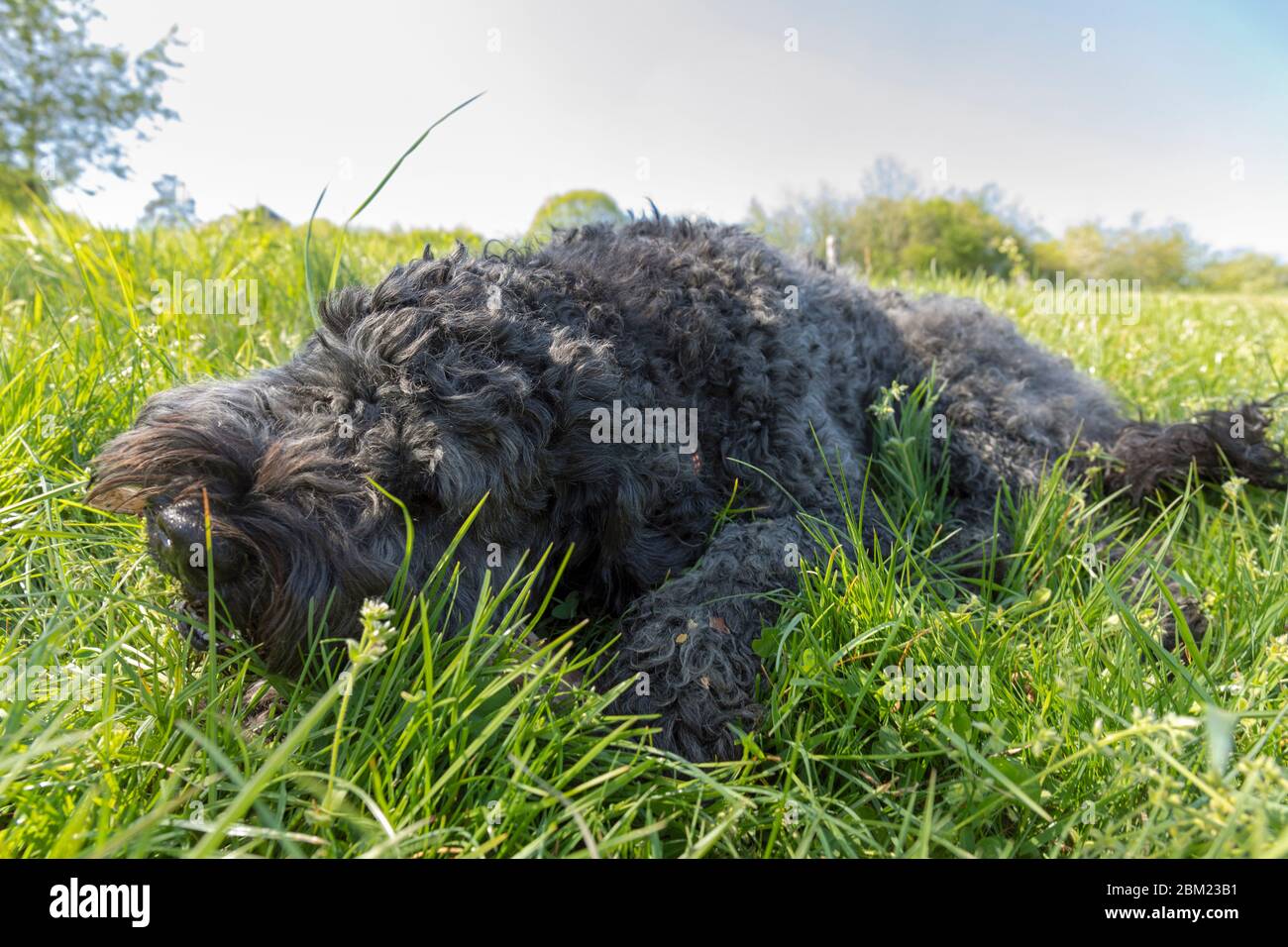 Portuguese Water Dog playing with a Stick Stock Photo