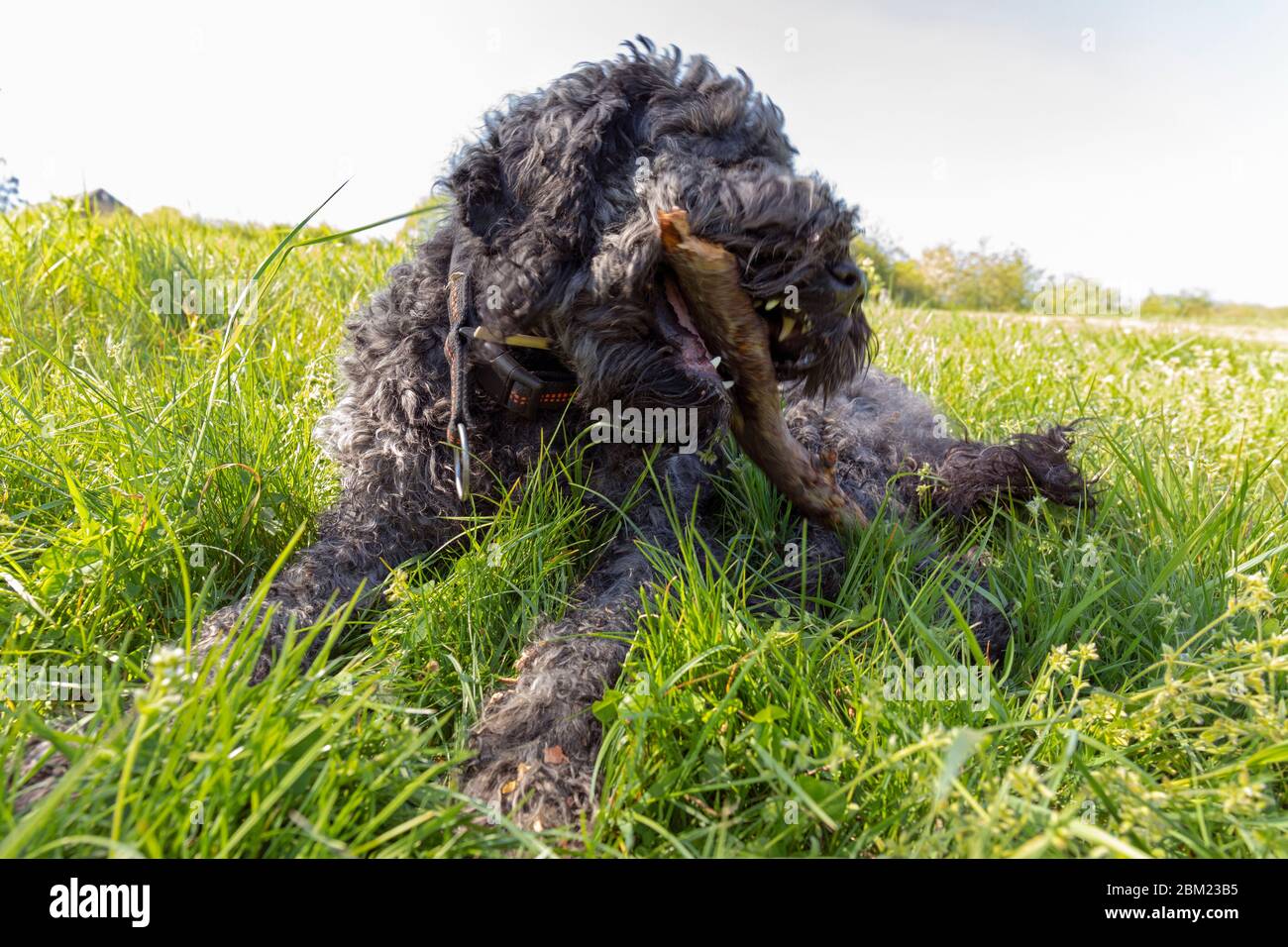 Portuguese Water Dog playing with a Stick Stock Photo