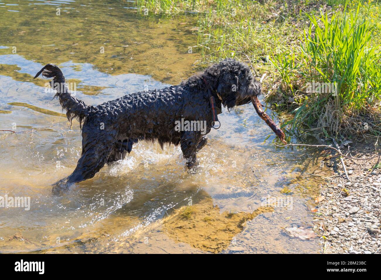 Portuguese Water Dog playing with a Stick in Lac S re Luxembourg