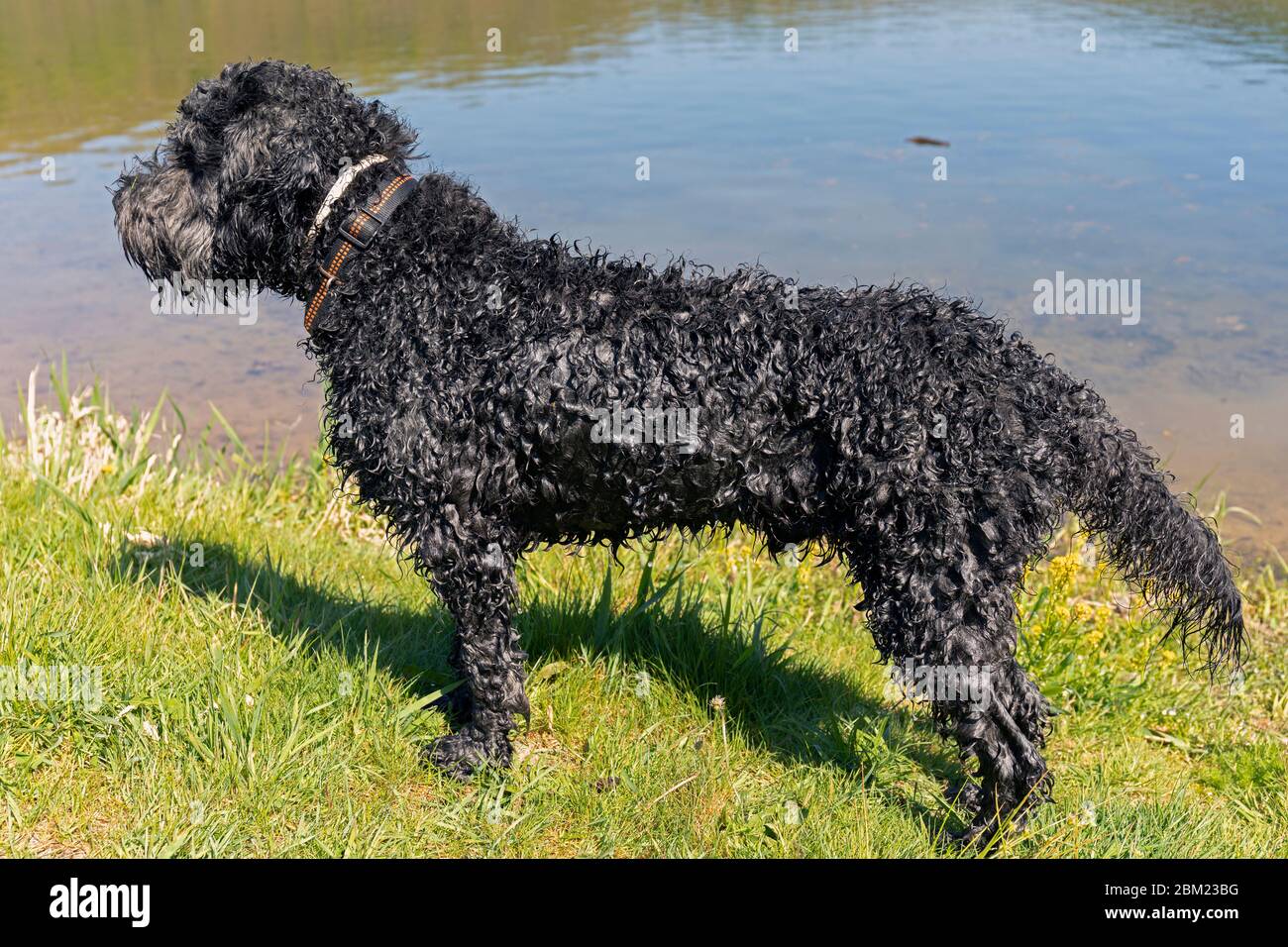 Wet Portuguese Water Dog playing near Lac Sure, Luxembourg Stock Photo