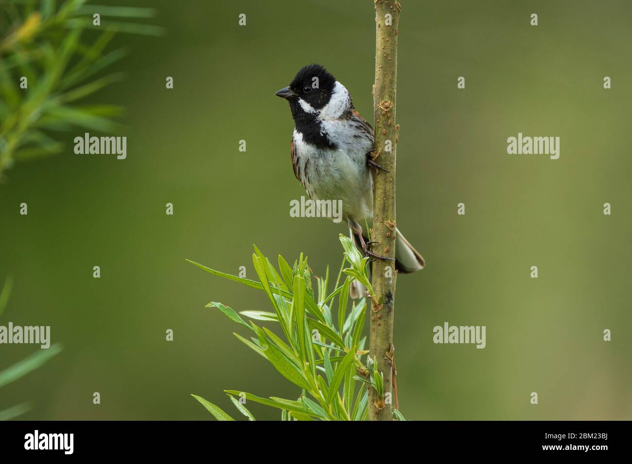 Male Reed Bunting-Emberiza schoeniclus, Spring. Uk Stock Photo - Alamy