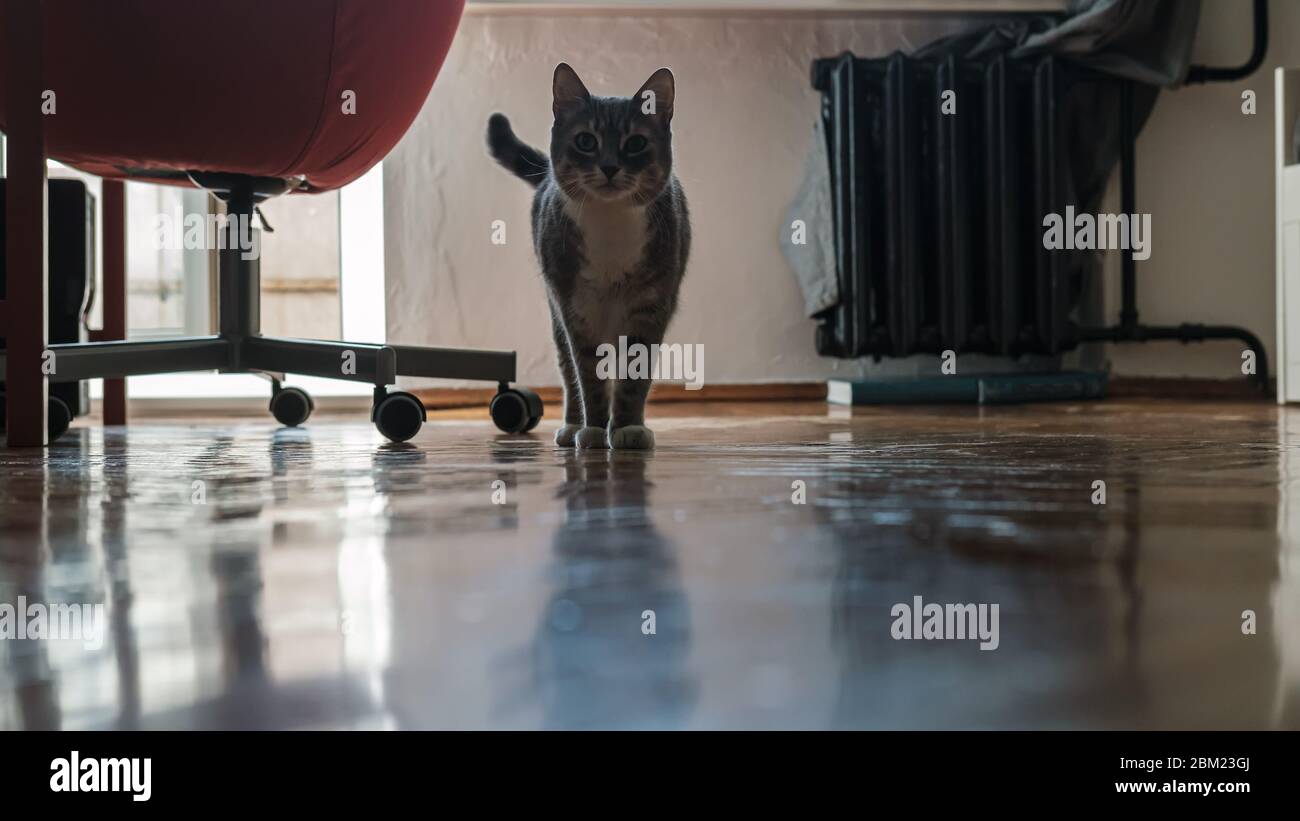 Cute cat looks with interest and curiosity, standing on the parquet floor, in the apartment, in natural light from the window. Stock Photo