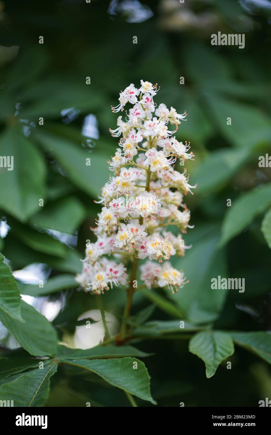 Close up flowers of white Aesculus hippocastanum, a large deciduous, synoecious (hermaphroditic-flowered) tree, commonly known as horse-chestnut. Stock Photo