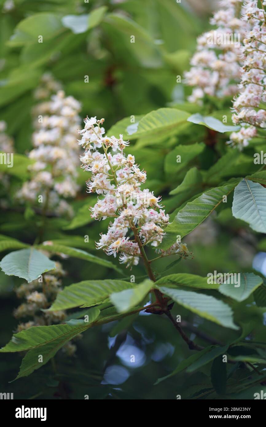 Close up flowers of white Aesculus hippocastanum, a large deciduous, synoecious (hermaphroditic-flowered) tree, commonly known as horse-chestnut. Stock Photo