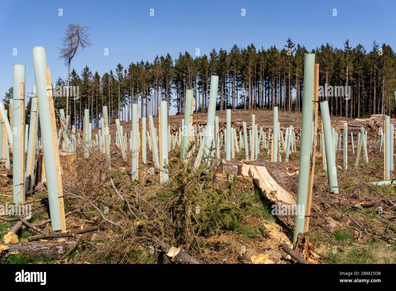 After forest damage and clear-cutting, reforestation with seedlings begins at Eichkopf in the Taunus near Sandplacken. Stock Photo