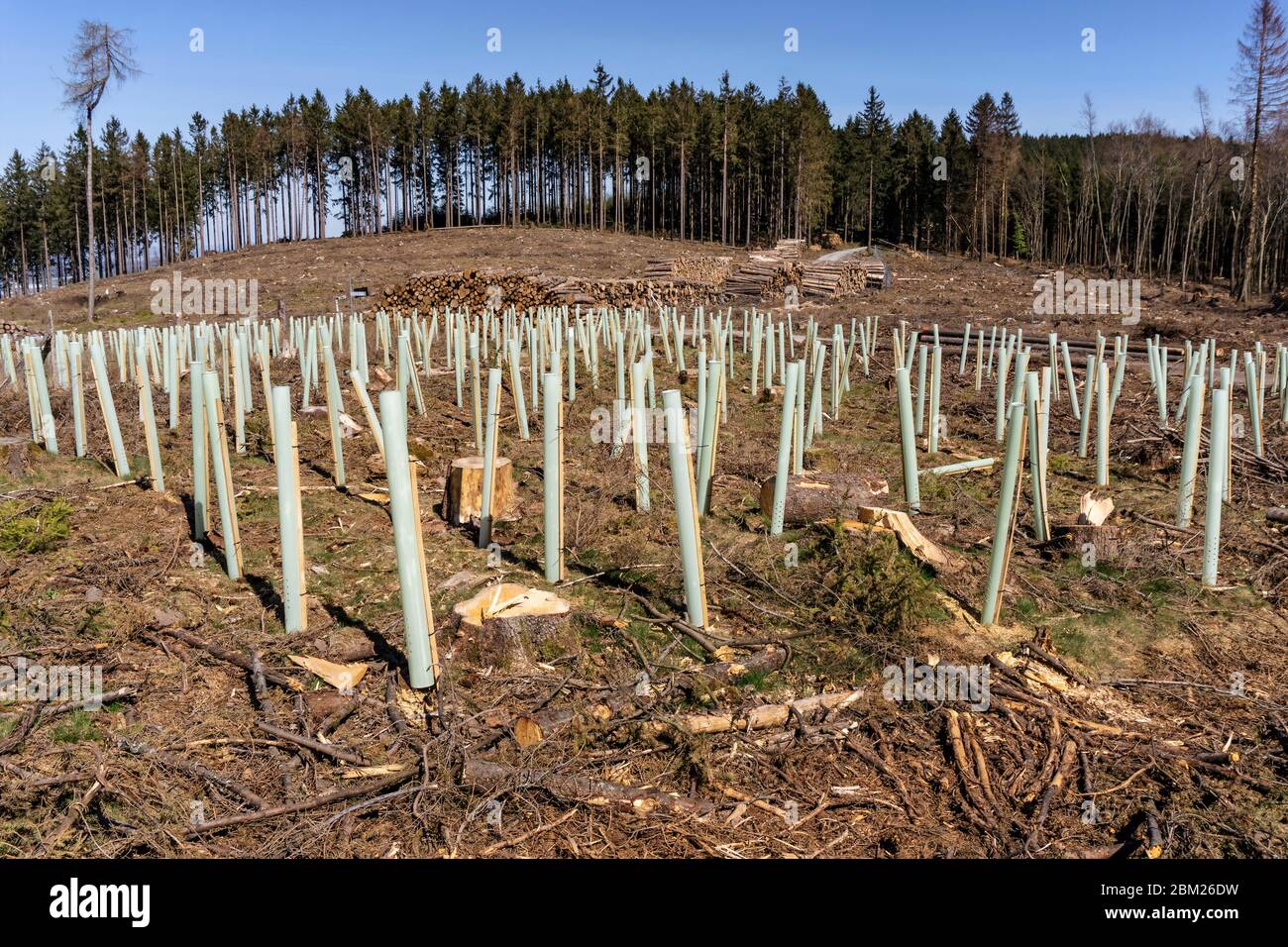 After forest damage and clear-cutting, reforestation with seedlings begins at Eichkopf in the Taunus near Sandplacken. Stock Photo