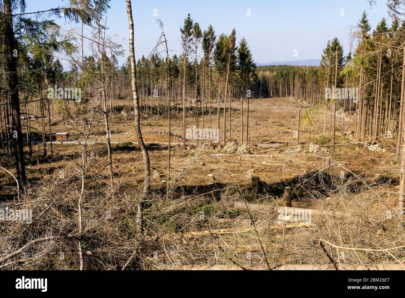 Deforestation of a forest area in Germany damaged by drought and pest infestation Stock Photo