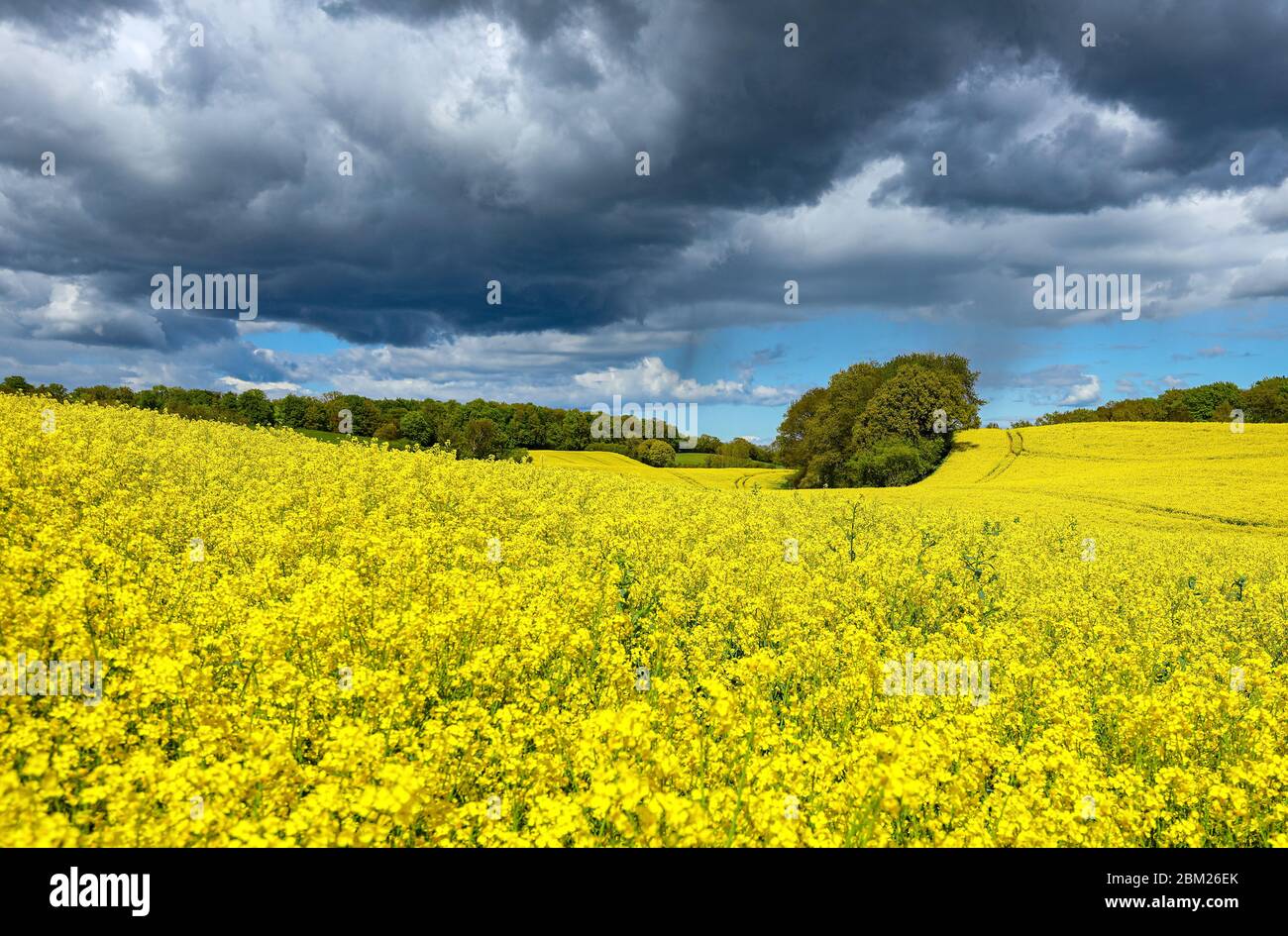 Schleswig-Holstein, Germany, is known for these beautiful yellow rapeseed fields in spring. Stock Photo