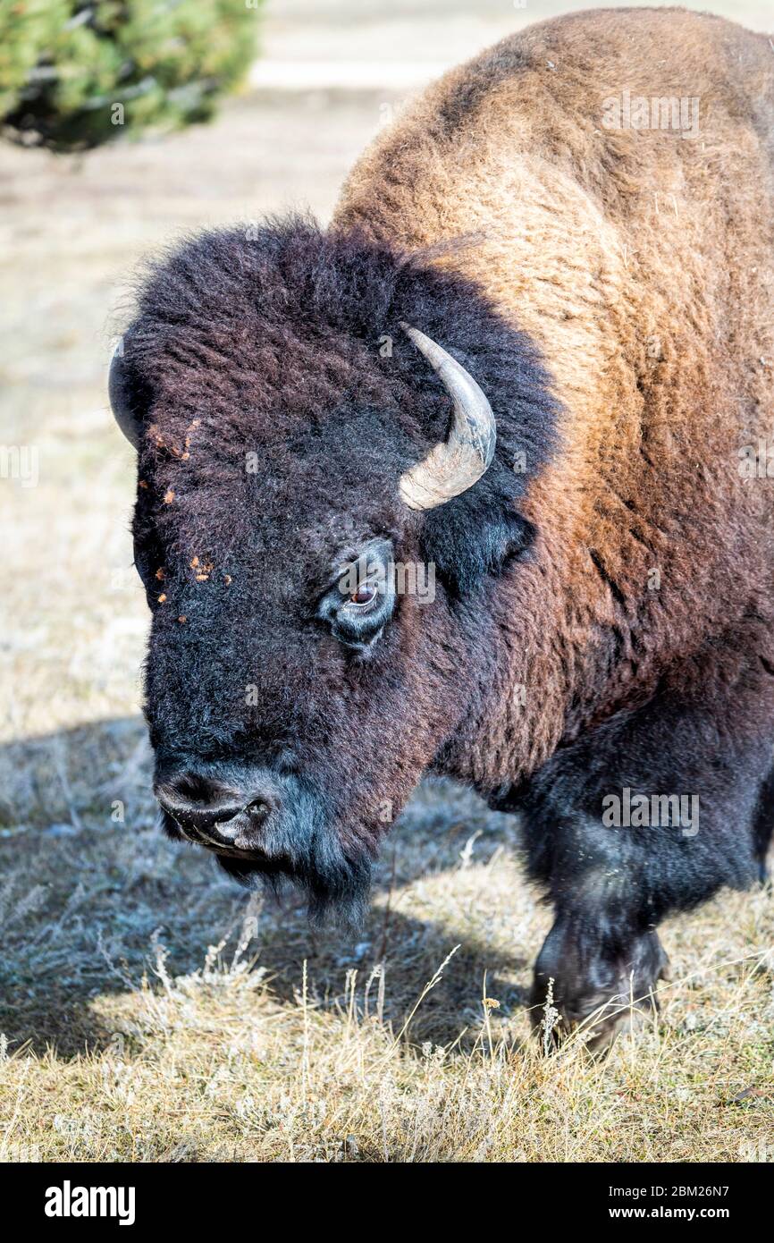 A charging Great American Bison, South Dakota, USA. Stock Photo