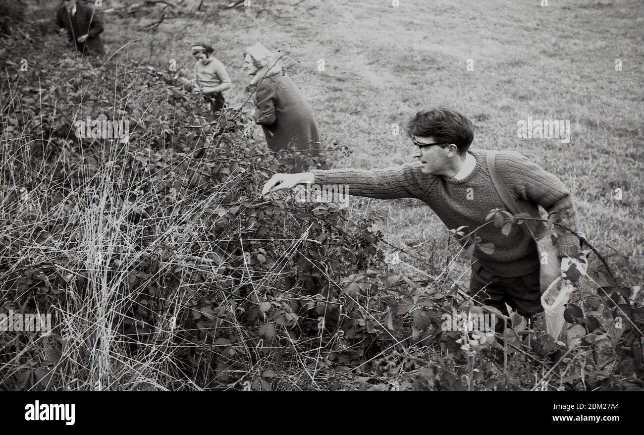 1960s, historical, outdoors in the countryside at a hedgerow, a father, grandparents and young daughter, picking blackberries, England, UK, a traditional and fun summer activity for all the family. Stock Photo