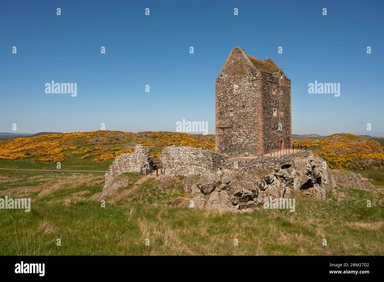Smailholm Tower, Scottish Borders, Scotland, UK Scotland sunny weather View of Smailholm Tower, 65 ft towerhouse was built by a well-known Scottish Borders family in the first half of the 15th century. Pictured on a lovely spring day with blue skies and yellow gorse flowers in full bloom. Credit: phil wilkinson/Alamy Live News Stock Photo