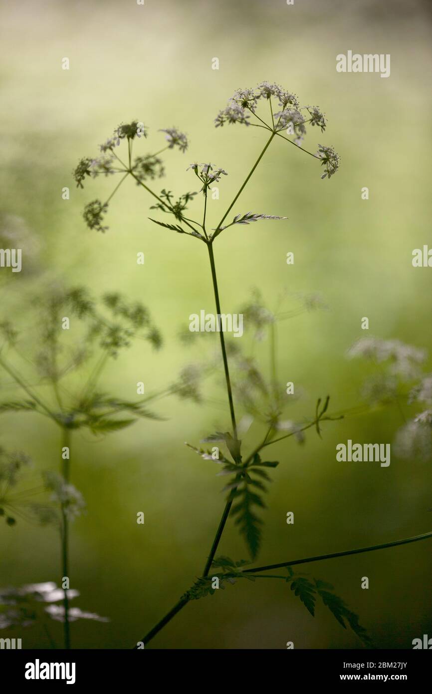 Queen Anne's Lace or Cow parsley, Anthriscus sylvestris, flowering in