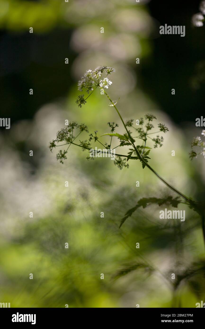 Queen Anne's Lace or Cow parsley, Anthriscus sylvestris, flowering in