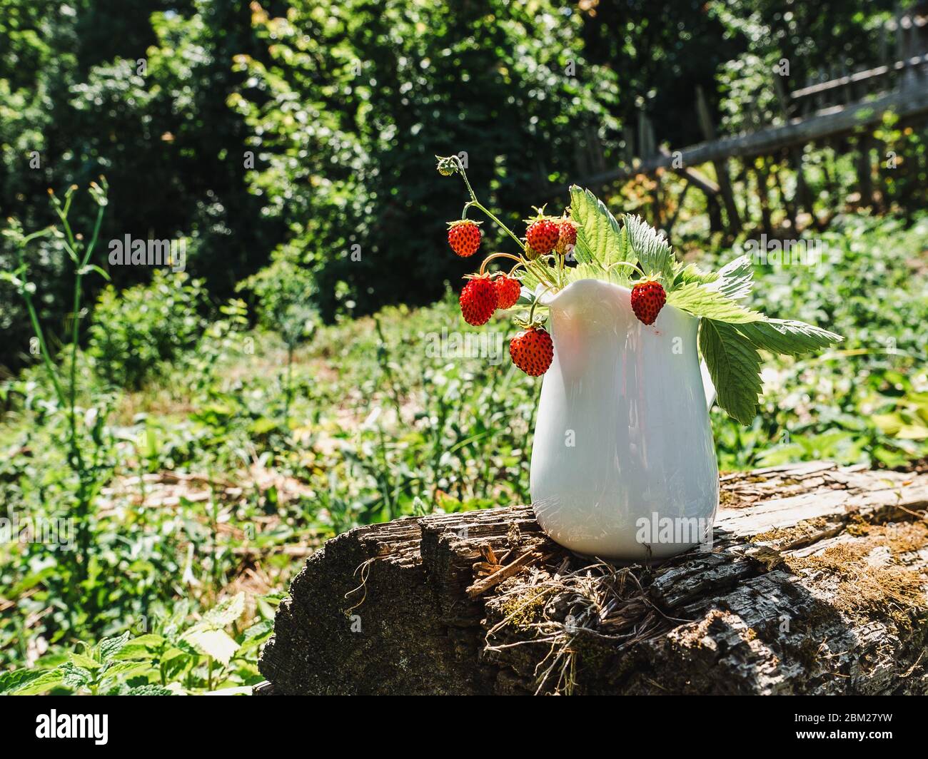 Close up view strawberry field hi-res stock photography and images - Alamy