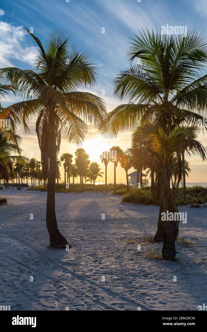 Palm trees on Miami Beach at sunrise Stock Photo Alamy