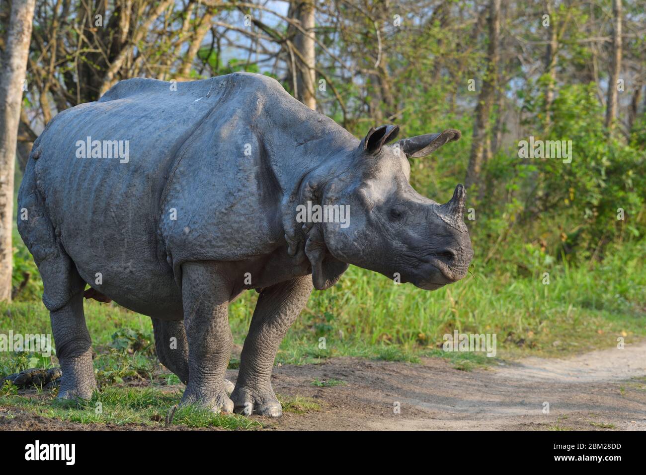 One horned rhinoceros Stock Photo - Alamy