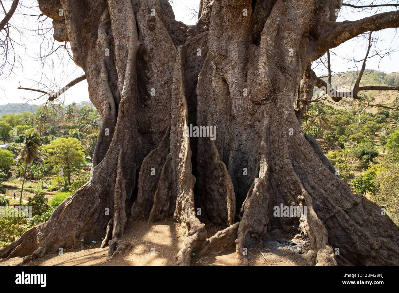 Trunk and buttress roots of 25 meter high kapok (Ceiba pentandra), highest tree in Cape Verde / Cabo Verde near Boa Entrada on the island Santiago Stock Photo