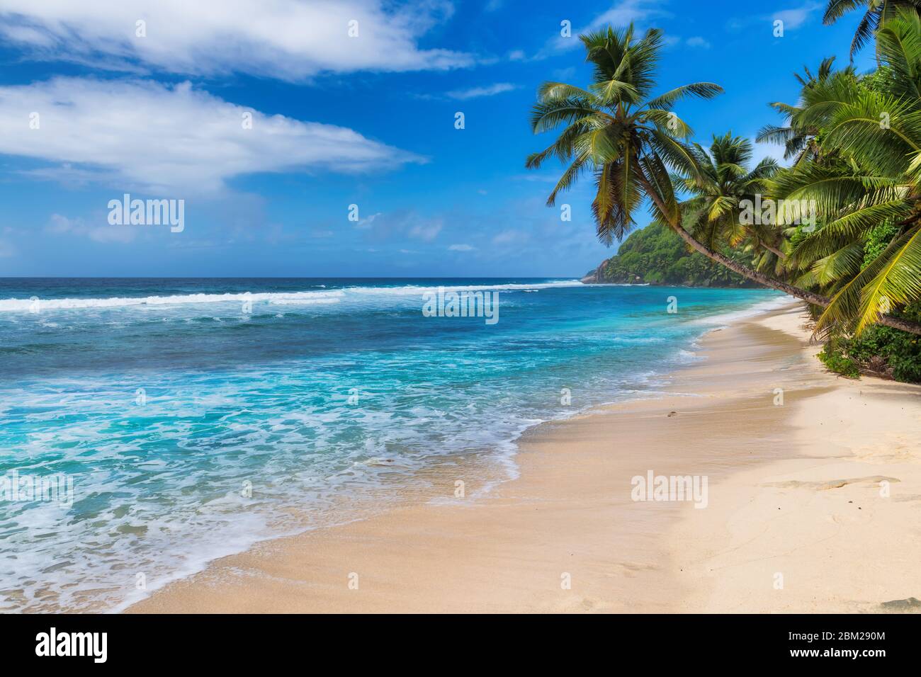 Palm trees on tropical beach summer vacation Stock Photo