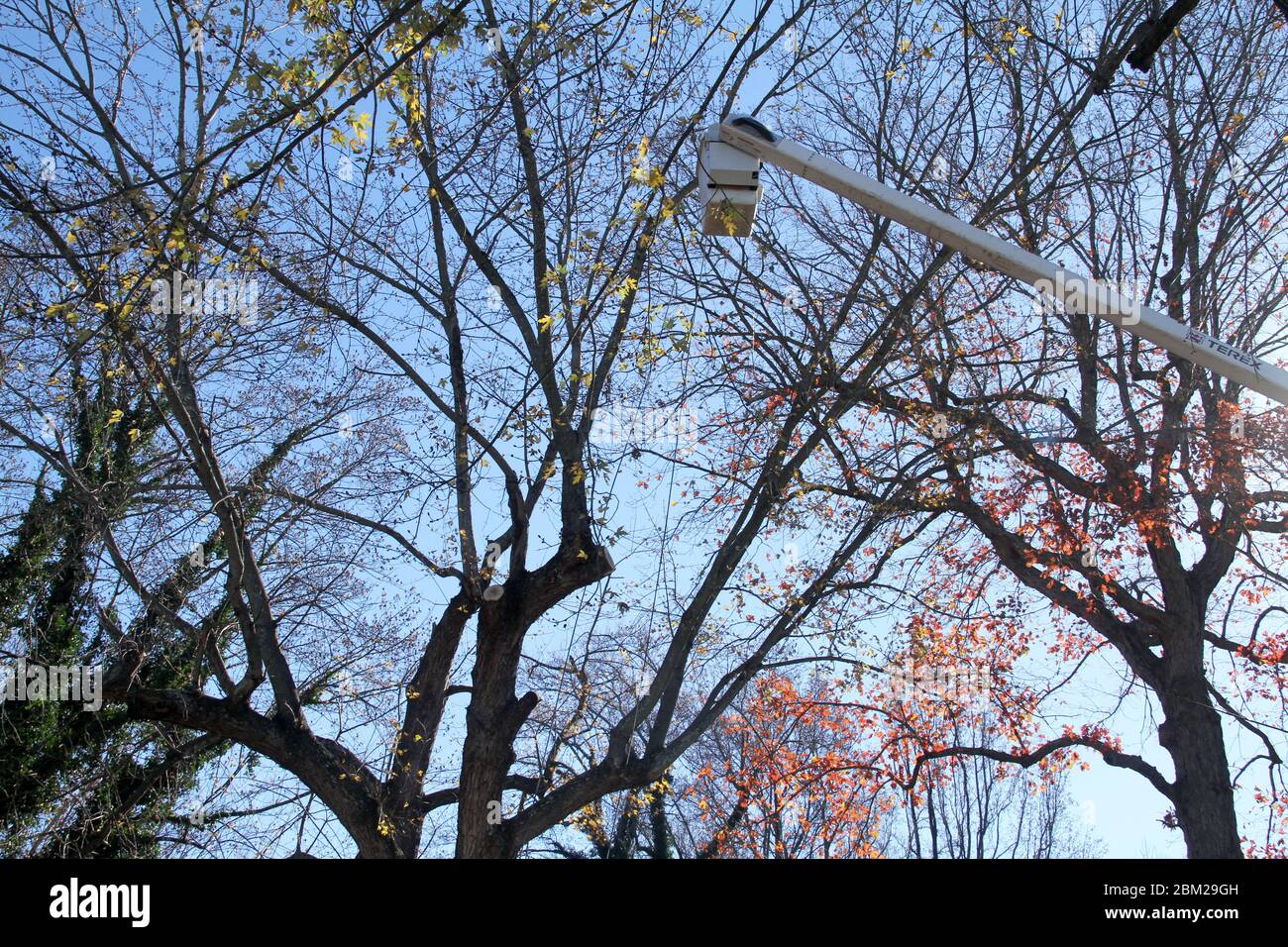 Service crew with bucket truck cutting a large tree Stock Photo Alamy