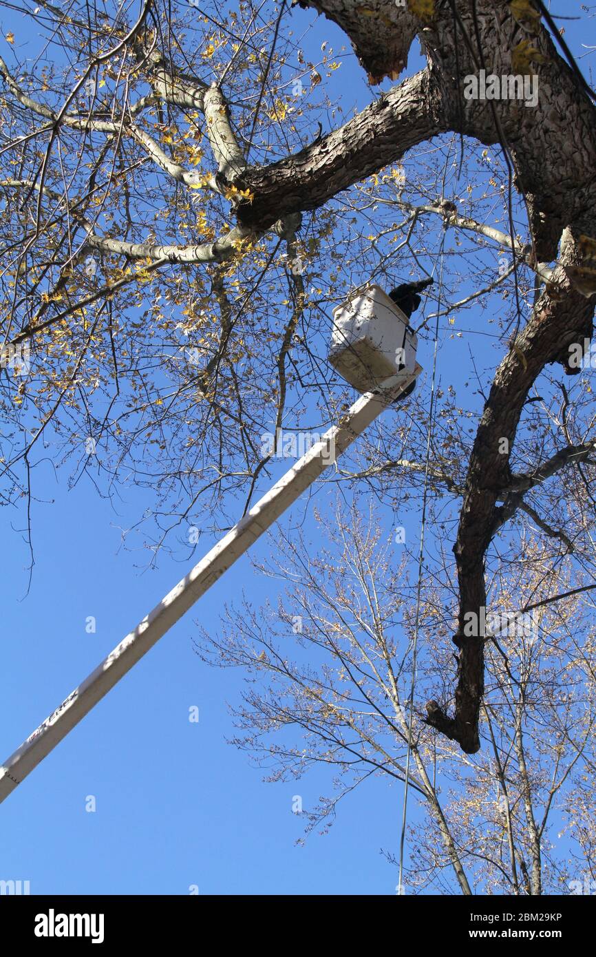 Service crew with bucket truck cutting a large tree Stock Photo Alamy