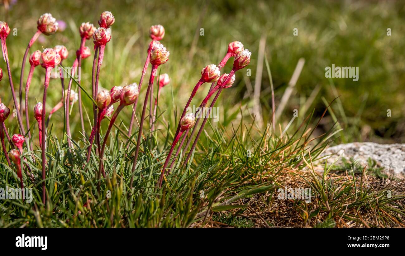 Flowers Name High Resolution Stock Photography And Images Alamy Flowers Name High Resolution Stock Photography And Images Alamy