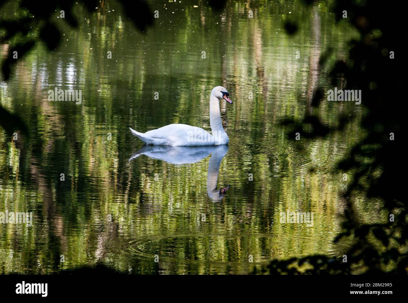 Chippenham, Wiltshire, UK, 6th May, 2020. With forecasters predicting colder weather for the weekend a swan is pictured taking advantage of some shade as it swims in the River Avon in Chippenham, Wiltshire.Credit: Lynchpics/Alamy Live News Stock Photo