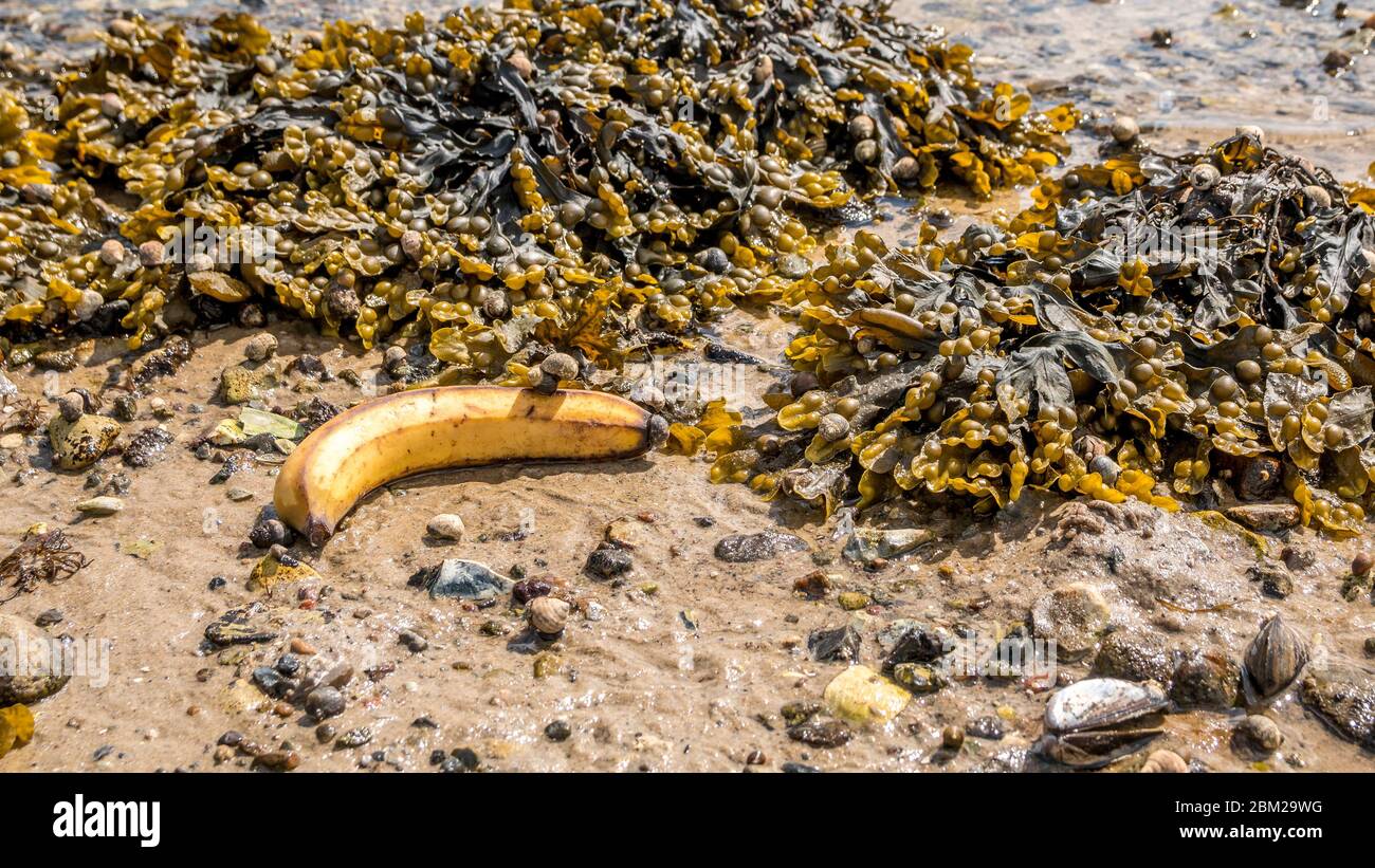 Banana and Closeup of colorful Bladder Wrack (Fucus vesiculosus) at low  tide on a sunny day Stock Photo - Alamy