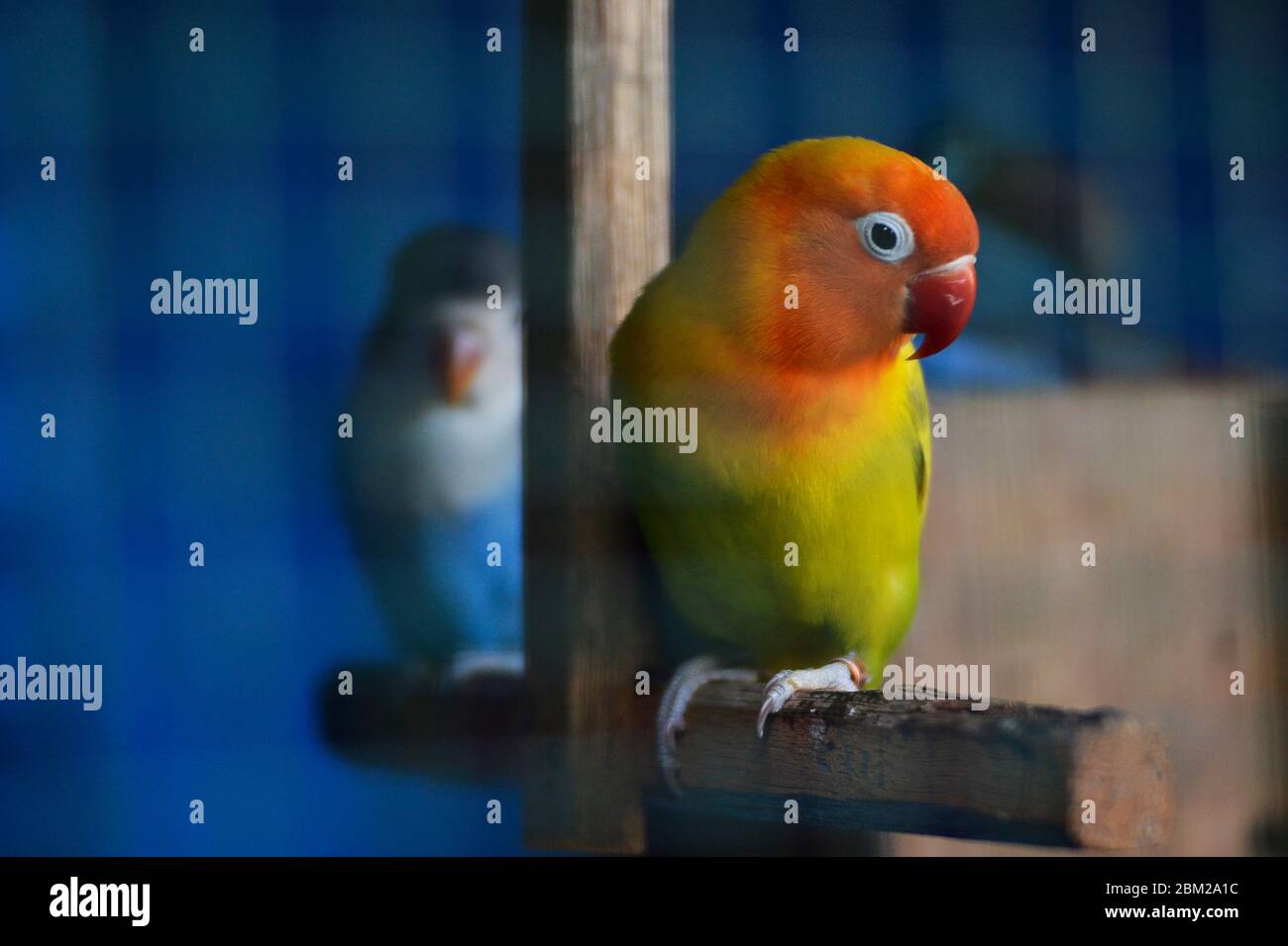 little live pets bird cage b&m