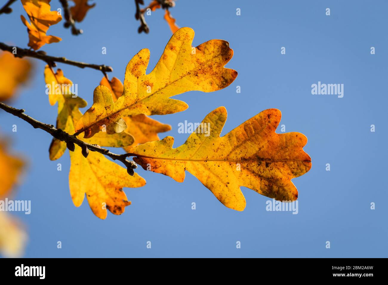 Oak tree orange foliage hi-res stock photography and images - Alamy