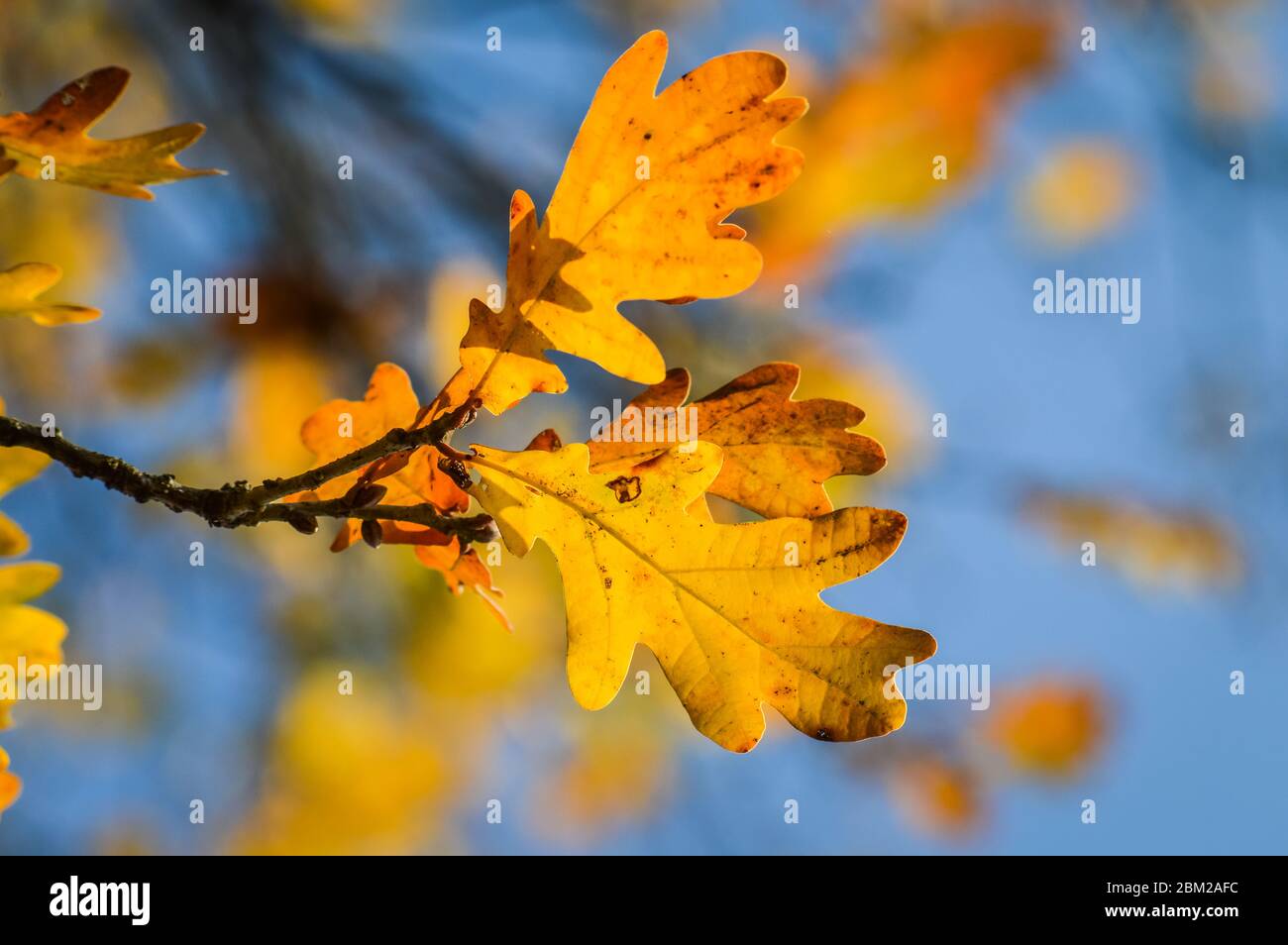 Sunlight through yellow and orange leaves of an oak tree in autumn ...